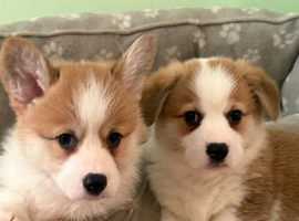 Handsome KC Reg Corgi Boys