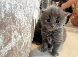 Beautiful fluffy Grey kitten