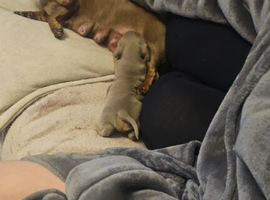 Miniature dashund for sale