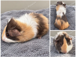Baby Female tri colour Abyssinian guinea pig