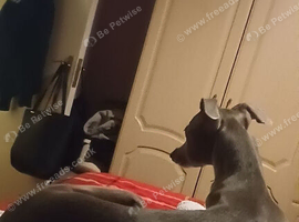 Dog for sale