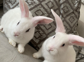 Adorable Baby bunnies ready for there forever homes  3rd of may
