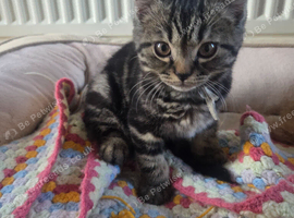 Tabby Kittens for sale