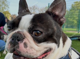 Male Boston terrier