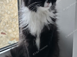 Loving Home Needed for Our Beautiful 2-Year-Old Female Cat