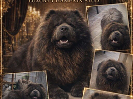 Blue Chow chow for stud