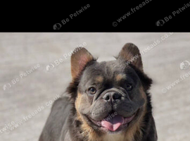 Fluffy french bulldog bitch 2 yr