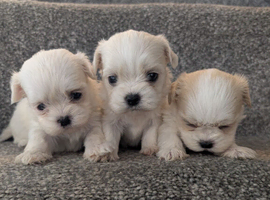 Beautiful malshi puppys