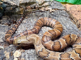 Hypo False Water Cobra at Birmingham Reptiles