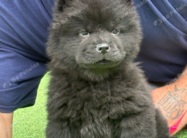 Chow pups ready now papers to hand !!