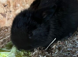 Beautiful baby rabbits