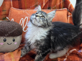 Pedigree maine coon kittens