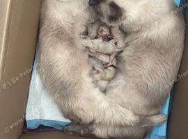 Pure ragdoll