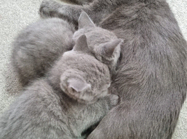 2 cute BSH cross Blue Russian male kittens.