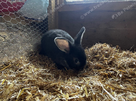 3 beautiful mini lop bunnies