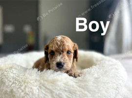 Lovely cockapoo puppies ready from 7th November