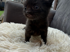 Black kitten Ready