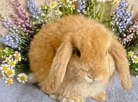 Mini. Lops