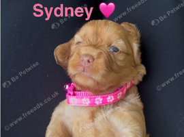COCKAPOO PUPPIES LOOKING FOR HOME