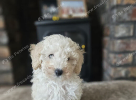 1 left -Toy poodle pups