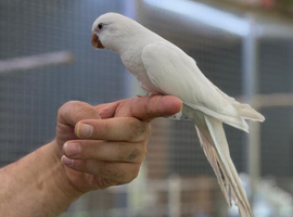 Quaker parrot