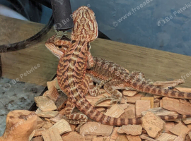 Baby bearded dragons in southeast London