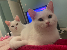 2 Female Kittens