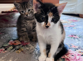 3 beautiful friendly kittens.
