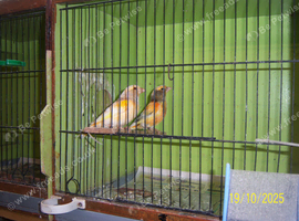 GREENFINCHES PIED