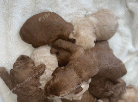 F2 Cockapoo Puppies &ndash; 3 Boys & 5 Girls,
