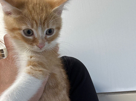 Beautiful kittens
