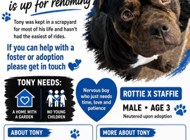 Tony- Staff x Rottie