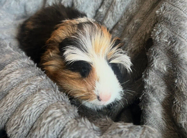 2guinea pigs