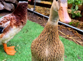 Appleyard hatching eggs