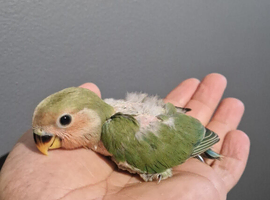 Baby love bird