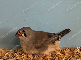Young zebra finch hen September 26