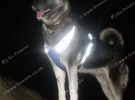 Looking to breed my Akita mix.