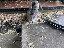 Adorable little lops
