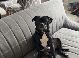 Male dog looking for home