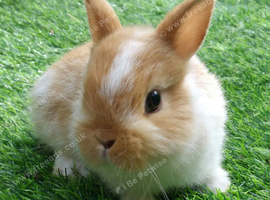 Gorgeous Baby Netherland Dwarfs - Vaccinated with the Nobivac 3 in 1 - READY NOW