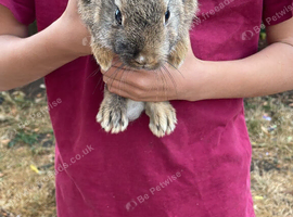 Agouti dwarf