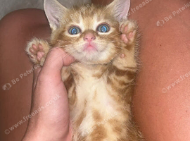 5 kittens