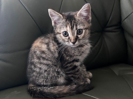 Bengal x British shorthair