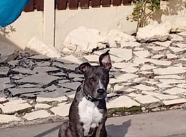 10 month old bull lurcher