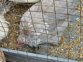 Beautiful, Fluffy Lavender Pekin Bantam Hen