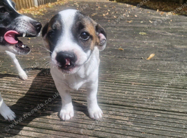 12 week old male