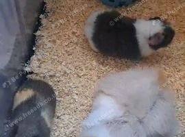 3 male guineapigs and cage