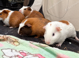 Boy guinea pigs