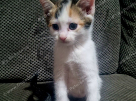 Kittens