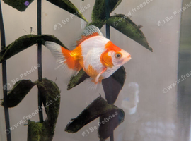4 Fancy Goldfish for sale